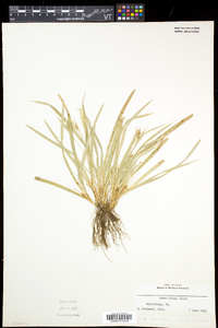 Carex backii image