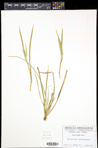 Carex backii image