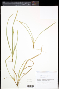 Carex backii image