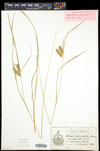 Carex baileyi image