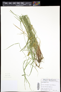 Carex baileyi image