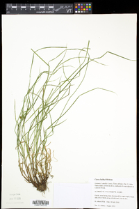 Carex baileyi image