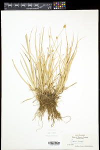 Carex bebbii image