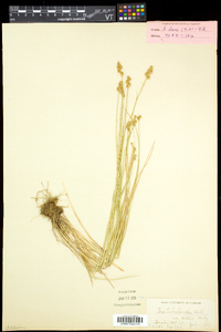 Carex bebbii image