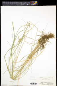 Carex bebbii image