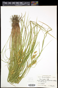 Carex baileyi image