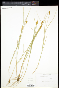 Carex bebbii image