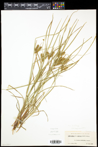 Carex baileyi image