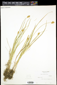 Carex bebbii image