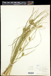 Carex baileyi image