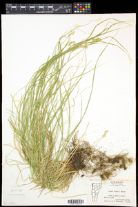 Carex bebbii image