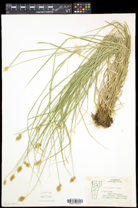 Carex bebbii image