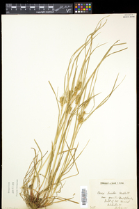 Carex baileyi image