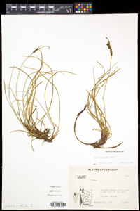 Carex bigelowii image