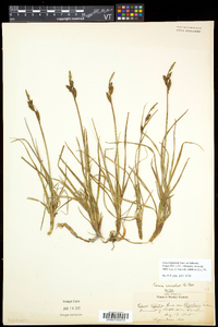 Carex bigelowii image