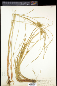 Carex baileyi image