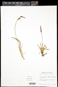Carex bigelowii subsp. bigelowii image