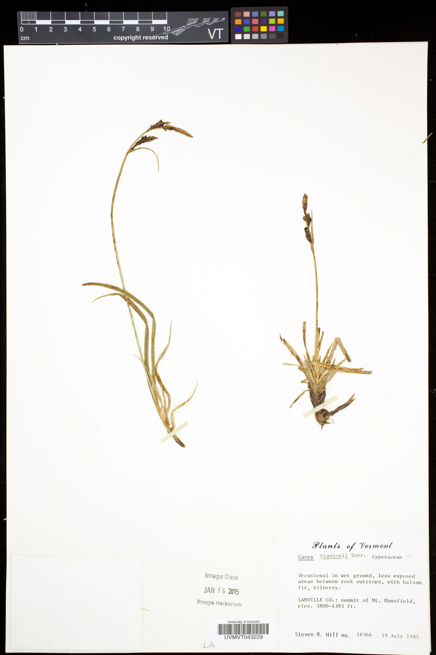 Carex bigelowii image