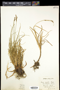 Carex bigelowii subsp. bigelowii image