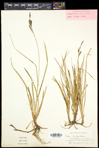 Carex bigelowii subsp. bigelowii image