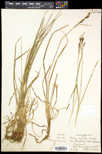 Carex bigelowii subsp. bigelowii image