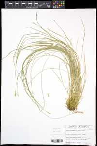 Carex bromoides subsp. bromoides image