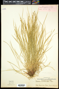 Carex aestivalis image