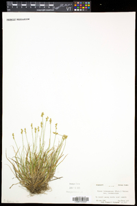 Carex brunnescens var. brunnescens image