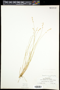 Carex brunnescens var. sphaerostachya image