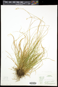 Carex brunnescens var. sphaerostachya image