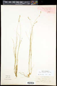 Carex brunnescens var. sphaerostachya image