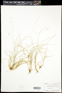 Carex brunnescens var. sphaerostachya image