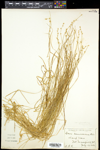 Carex brunnescens var. sphaerostachya image