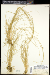 Carex brunnescens var. sphaerostachya image