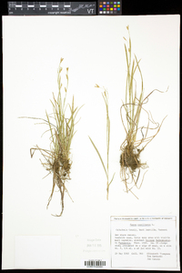 Carex capillaris image