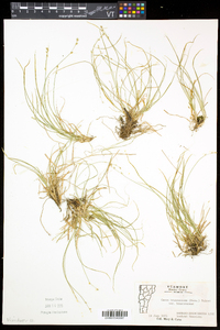 Carex brunnescens var. brunnescens image