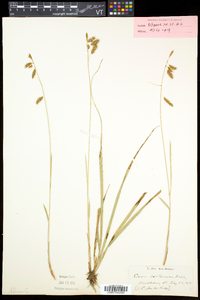 Carex castanea image