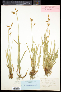 Carex castanea image