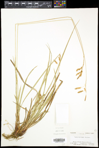 Carex castanea image