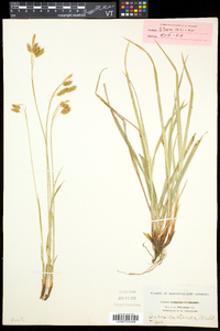 Carex castanea image