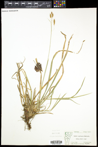 Carex castanea image