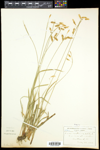 Carex castanea image