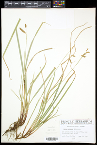 Carex castanea image