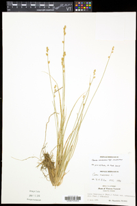 Carex canescens subsp. canescens image