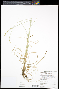 Carex canescens subsp. canescens image