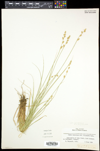 Carex canescens subsp. canescens image