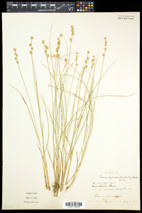 Carex echinata var. echinata image