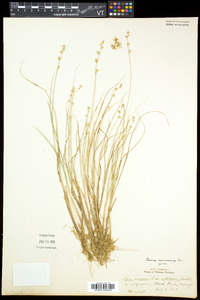 Carex canescens subsp. canescens image