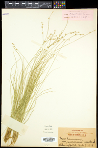 Carex canescens subsp. canescens image