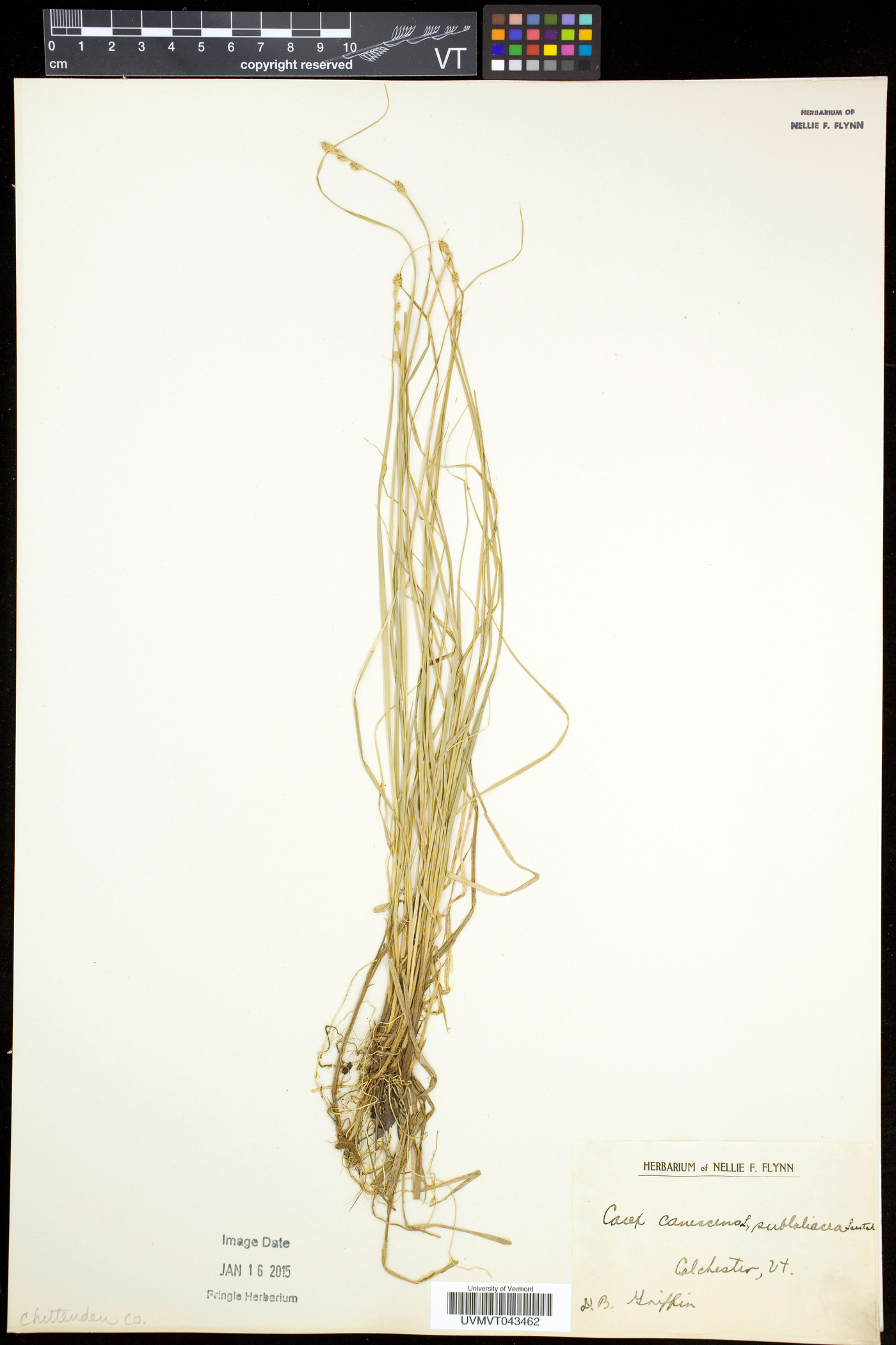 Carex canescens subsp. canescens image